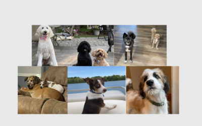 National Bring Your Dog to Work Day