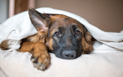 New Benefit for Full-time Employees: Pet Insurance