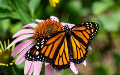 Color in Motion: Butterfly Exhibit